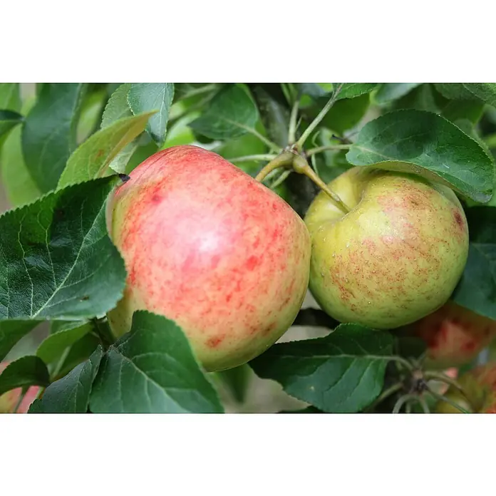 Zwerg-Apfelbaum GalinaMalus domestica 'Galina', Erntezeit: September - Nahaufnahme von zwei Äpfeln mit rötlichen Sprenkeln zwischen grünen Blättern am Baum.