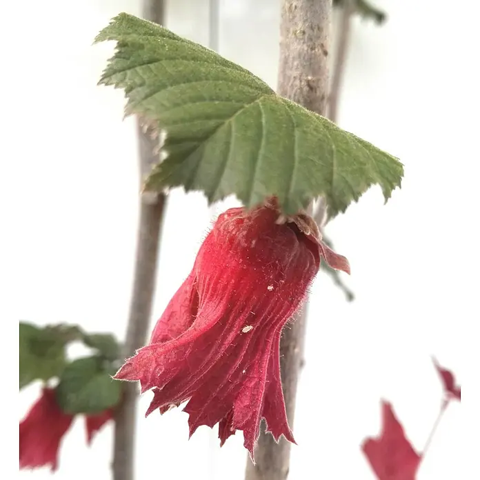 Haselnussstrauch Rote Zellernuss - Corylus avellana, Erntezeit: September - Nahaufnahme der weiblichen Blütenstände einer roten Haselnuss, die unter einem grünen Blatt hängen.