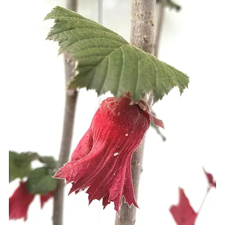 Haselnussstrauch Rote Zellernuss