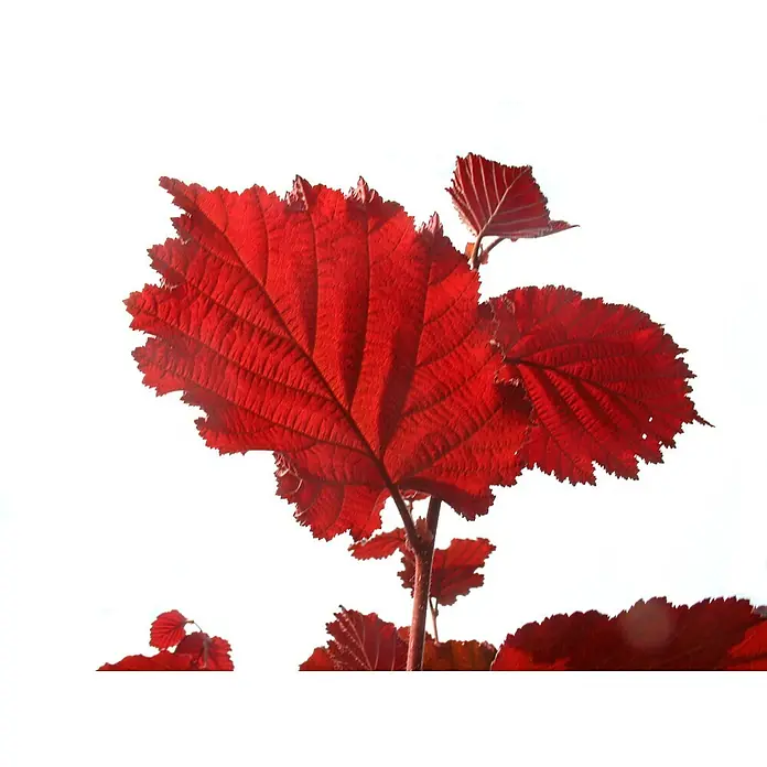 Haselnussstrauch Rote Zellernuss - Corylus avellana, Erntezeit: September - Rote Haselnussblätter leuchten vor hellem Hintergrund und zeigen ihre feinen Blattadern und gezackten Ränder.
