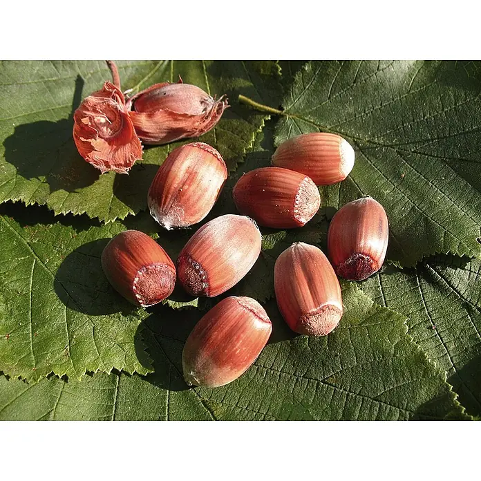 Haselnussstrauch Purpurea - Corylus maxima 'Purpurea', Erntezeit: September - Nahaufnahme von Haselnüssen auf einem grünen Haselnussblatt. Die reifen Nüsse sind rotbraun und liegen im Sonnenlicht.