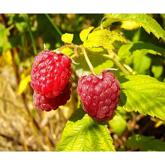 Himbeere MeekerRubus idaeus, Erntezeit: Juli - Nahaufnahme von reifen, roten Himbeeren am Strauch, die ihre saftige Textur und natürliche Schönheit zeigen.
