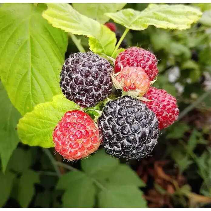 Himbeere Black Jewel - Rubus idaeus, Erntezeit: Juli - Reife schwarze und rote Himbeeren sowie einige reifende.