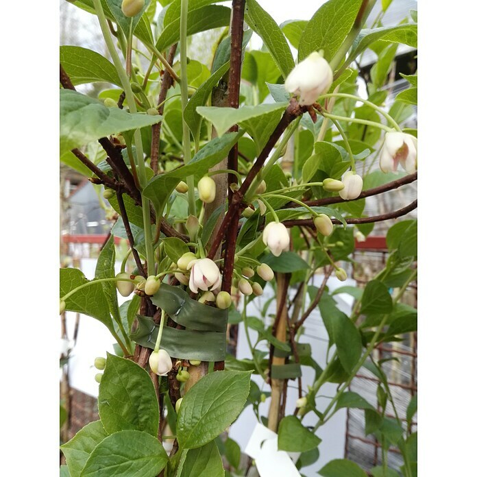 Chinesisches Spaltkörbchen (Schisandra chinensis, Weiß) | BAUHAUS