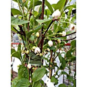 Chinesisches Spaltkörbchen (Schisandra chinensis, Weiß) | BAUHAUS