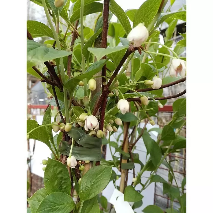 Chinesisches Spaltkörbchen - Schisandra chinensis, Weiß - Pflanze mit grünen Blättern, braunen Stielen und zahlreichen weißen bis hellrosa Blütenknospen und einigen geöffneten Blüten, teils mit grünen Bändern gestützt.