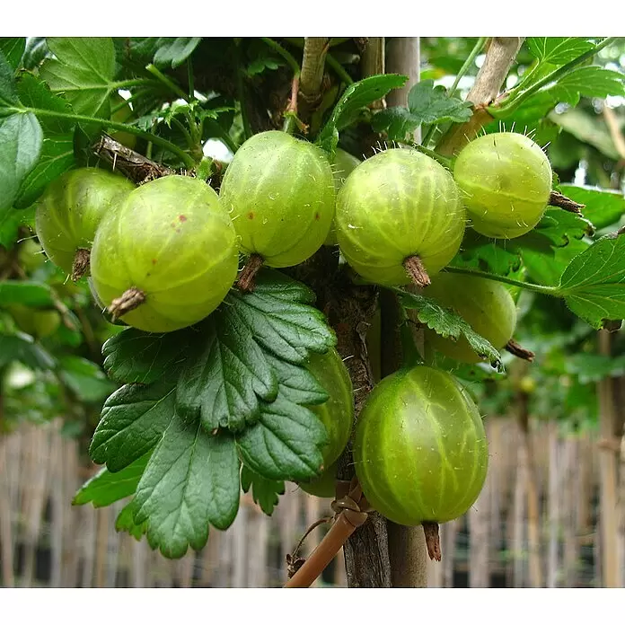 Stachelbeere Invicta - Ribes uva-crispa, Hochstamm, Erntezeit: Juli - Grüne, leicht behaarte Stachelbeeren am Strauch mit Blättern.