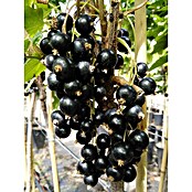 Schwarze Johannisbeere Titania (Ribes nigrum Titania, 3,5 l, Säule) | BAUHAUS