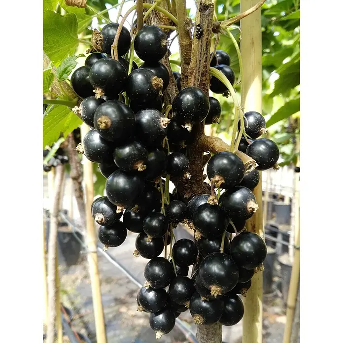 Schwarze Johannisbeere Titania - Ribes nigrum Titania, 3,5 l, Säule - Nahaufnahme von frischen, prallen schwarzen Johannisbeeren, die an einem Ast hängen und eine köstliche Ernte versprechen.