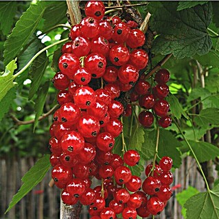 Rote Johannisbeere Jonkheer van Tets