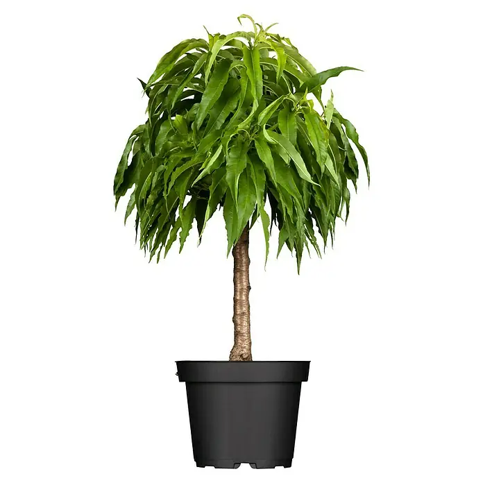 Piardino Pfirsich - Prunus persica, Topfvolumen: 5 l, Erntezeit: August - Ein detailreiches Foto eines künstlichen Olivenbäumchens im Topf mit einem Stamm und grünen Blättern vor einem schwarzen Hintergrund.
