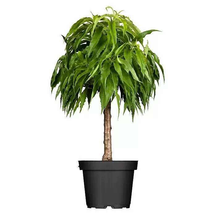 Piardino PfirsichPrunus persica, Topfvolumen: 5 l, Erntezeit: August