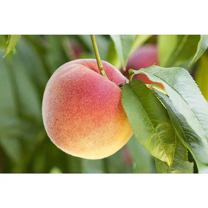 Piardino PfirsichPrunus persica, Topfvolumen: 5 l, Erntezeit: August - Nahaufnahme eines reifen Pfirsichs mit samtiger Haut, der an einem Ast zwischen grünen Blättern hängt.