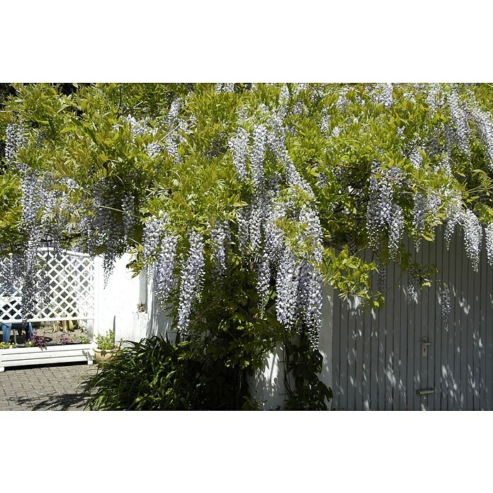 Piardino BlauregenWisteria sinensis, Sortenabhängig Detail Shot