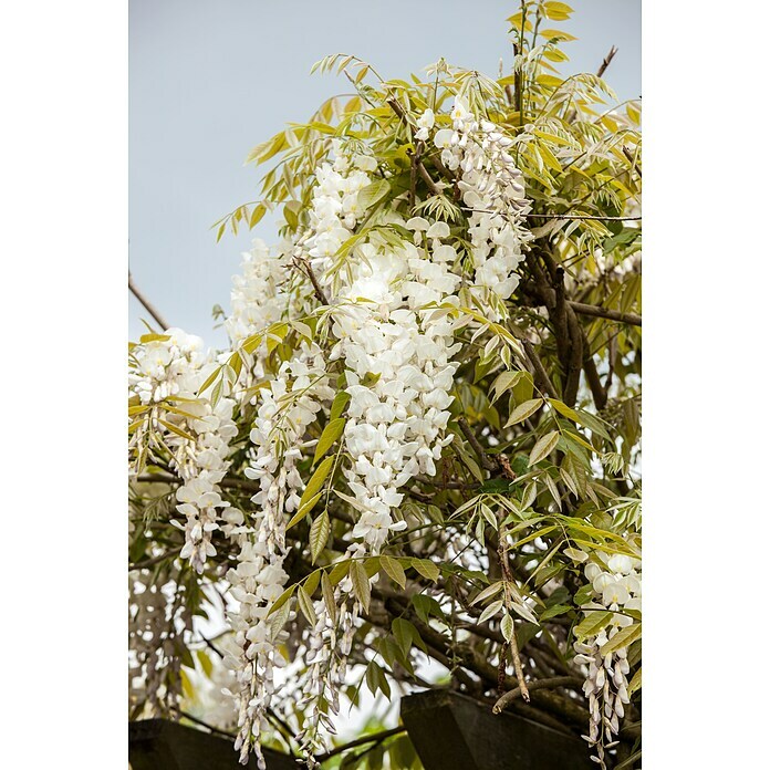 Piardino BlauregenWisteria sinensis, Sortenabhängig Detail Shot