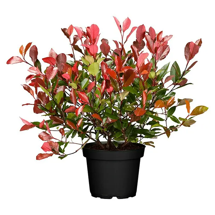 Piardino Glanzmispel - Photinia fraseri 'Little Red Robin' - Eine attraktive Glanzmispel 'Red Robin' im Topf. Die Pflanze zeichnet sich durch ihre leuchtend roten Blätter aus und ist ein echter Hingucker.
