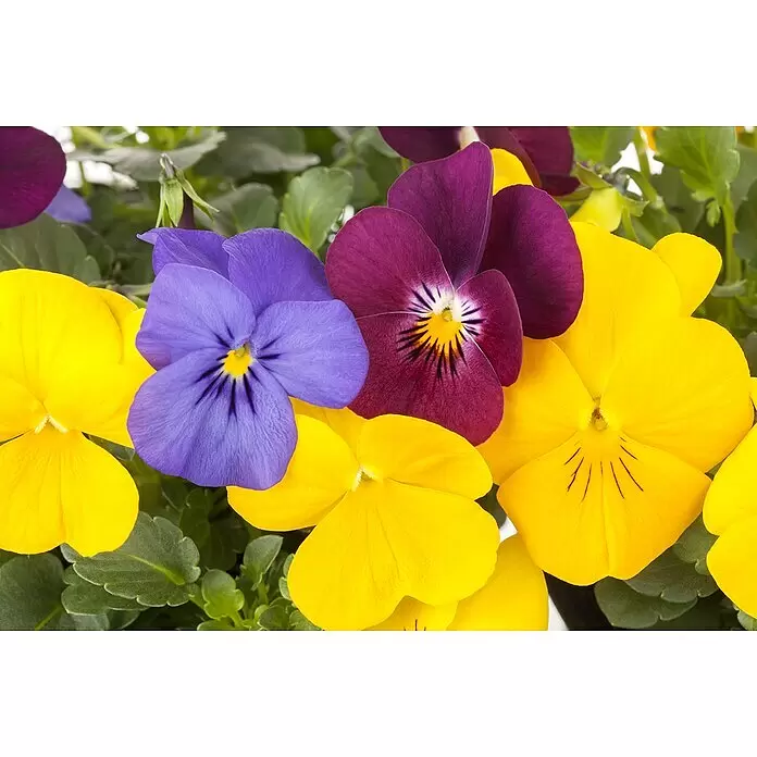 Piardino Hornveilchen - Viola cornuta in Sorten, Dreifarbig/Sortenabhängig - Lebhafte gelbe, violette und burgunderfarbene Stiefmütterchen, die ihre farbigen Blütenblätter und markanten Zeichnungen zeigen.