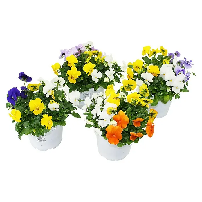 Piardino Violeta de los Pirineos - Viola cornuta in Sorten, En función de la variedad - Primer plano de pensamientos en macetas, que muestran una variedad de colores vibrantes como amarillo, blanco, morado y naranja.