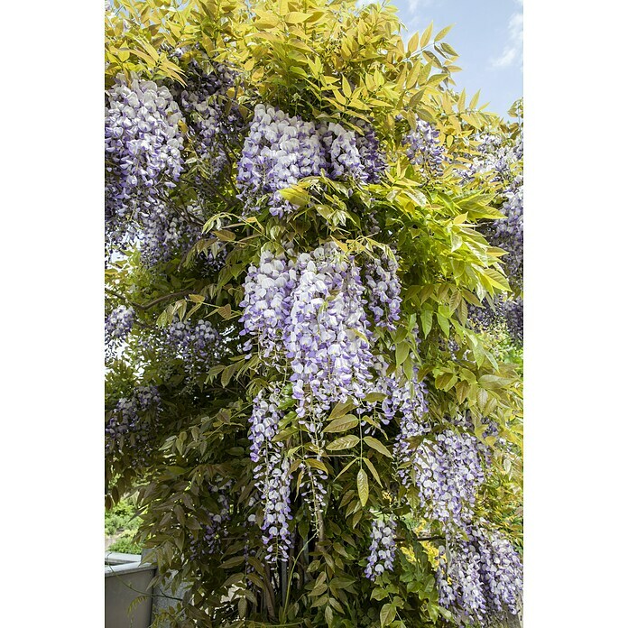 Piardino BlauregenWisteria sinensis, Blütenfarbe: Blauviolett Detail Shot