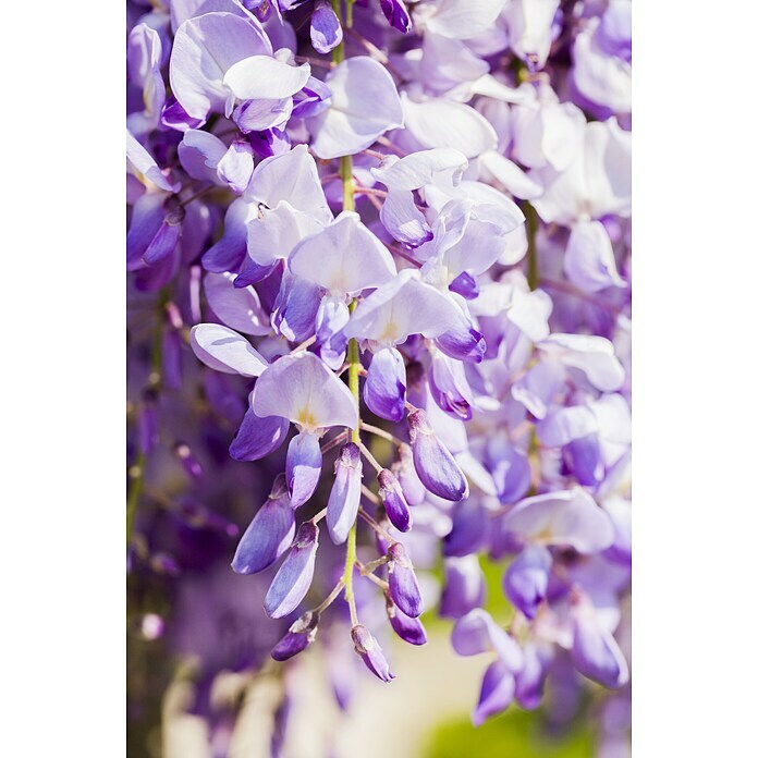 Piardino BlauregenWisteria sinensis, Blütenfarbe: Blauviolett Detail Shot