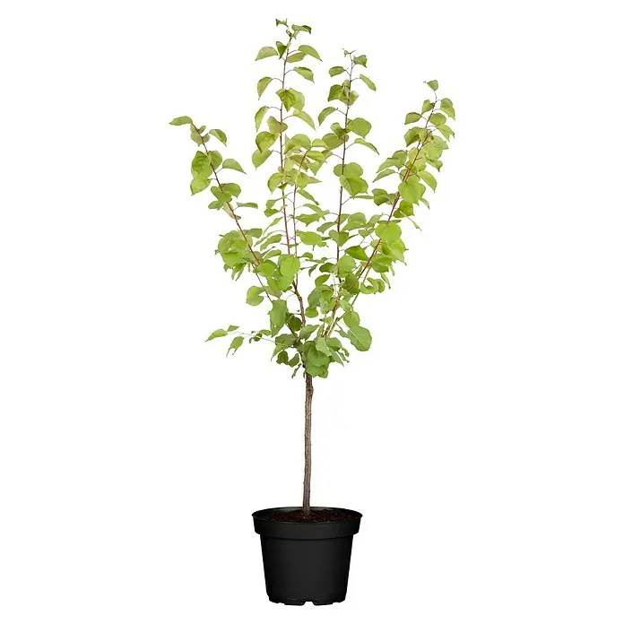 Albaricoque - Prunus armeniaca, Tamaño de maceta: 10 cm - Un elegante árbol de Judas 'Avondale' en maceta, que exhibe hojas de color verde vibrante y un tronco delgado, ideal para espacios interiores o exteriores.