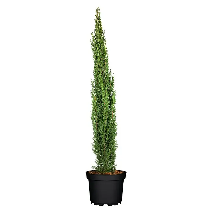 Piardino Echte Mittelmeer-Zypresse Säule - Cupressus sempervirens Säule, Topfgröße: 24 cm, Aktuelle Wuchshöhe: 100 cm - 125 cm - Ein immergrüner Zypressenbaum in einem schwarzen Topf, perfekt für Innen- und Außendekoration. Er verleiht jedem Raum eine elegante Note.