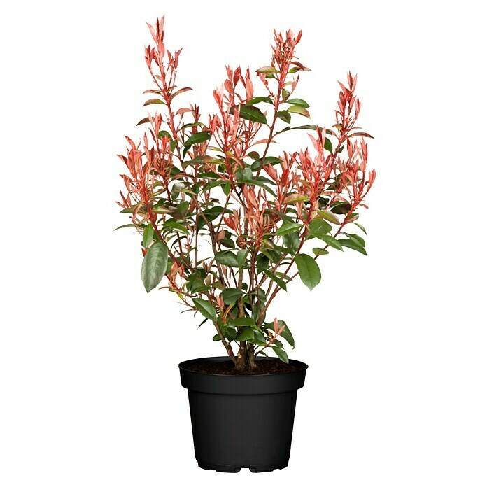 Piardino Glanzmispel CompactaPhotinia fraseri 'Compacta' Front View