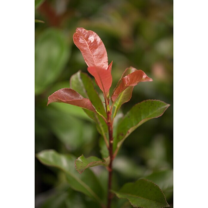 Piardino Glanzmispel CompactaPhotinia fraseri 'Compacta' Detail Shot