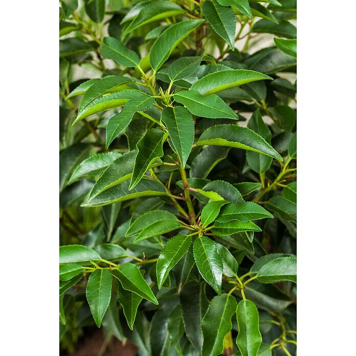 Piardino KirschlorbeerPrunus lusitanica Detail Shot