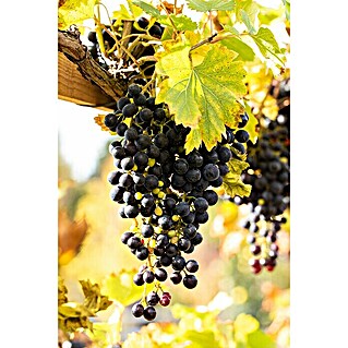 Piardino Weinrebe (Vitis vinifera, Topfvolumen: 18 l)