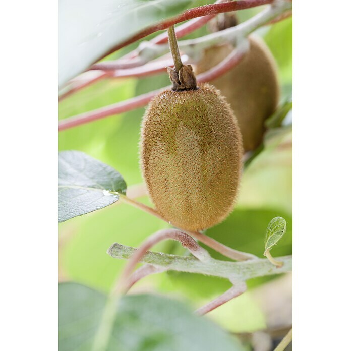 Piardino KiwiActinidia chinensis Detail Shot