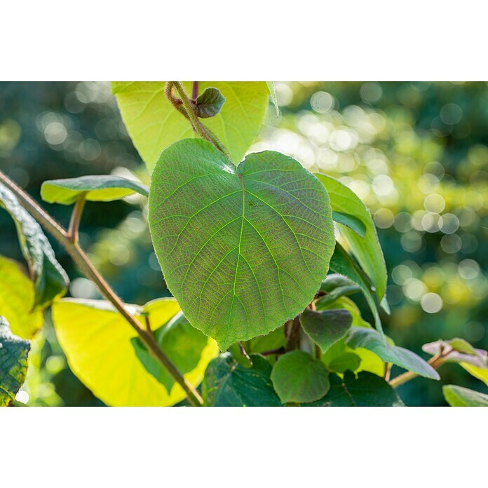 Piardino KiwiActinidia chinensis Detail Shot