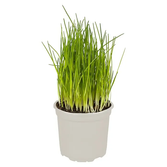 Piardino Cebollino - Allium schoenoprasum 'Buster', Tamaño de maceta: 12 cm, Cosecha: Abril - Una maceta de hierba gatera verde fresca, perfecta para la salud y el bienestar de tu gato. La planta está en una maceta brillante.