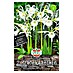 Sperli Zomerbloembollen Hymenocallis Advance 