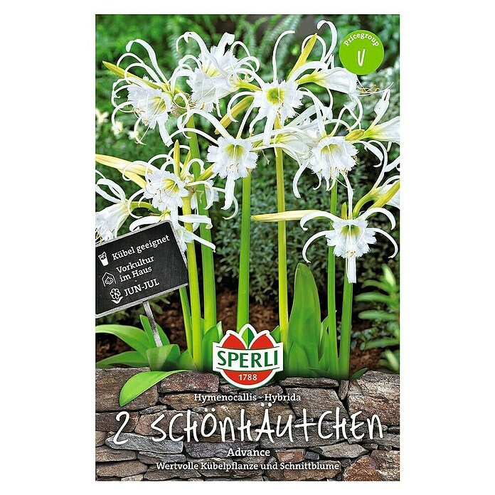 Sperli Zomerbloembollen Hymenocallis Advance (Hymenocallis Hybrida, 2 st.) | BAUHAUS