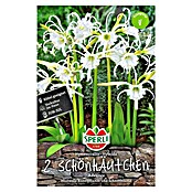 Sperli Zomerbloembollen Hymenocallis Advance (Hymenocallis Hybrida, 2 st.) | BAUHAUS