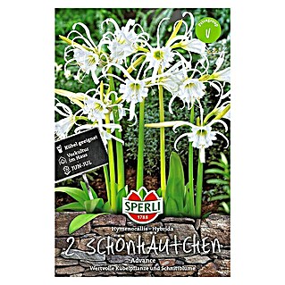 Sperli Zomerbloembollen Hymenocallis Advance (Hymenocallis Hybrida, 2 st.)