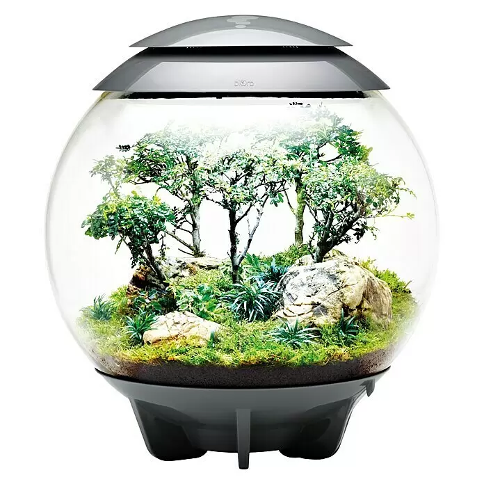 biOrb Terrarium AIR - Ø x H: 51,2 x 57,8 cm, 60 l, Schwarz, Kunststoff - Ein klares, kugelförmiges biOrb-Terrarium mit grauem Sockel und Deckel, das eine üppige Miniaturlandschaft enthält.