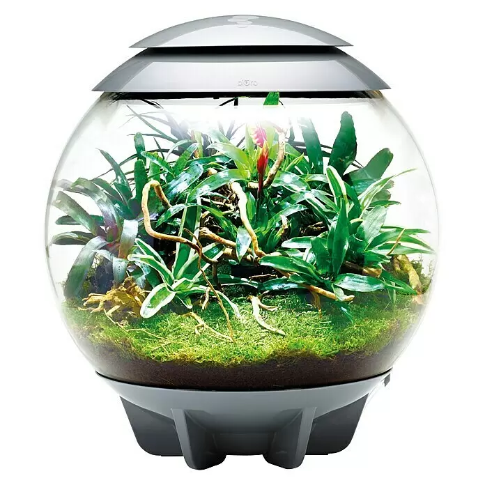 biOrb Terrarium AIR - Ø x H: 51,2 x 57,8 cm, 60 l, Schwarz, Kunststoff - Kugelförmiges Pflanzenterrarium mit klarer Kugel, grauem Sockel und Deckel, gefüllt mit grünen Pflanzen, Moos und Holz.