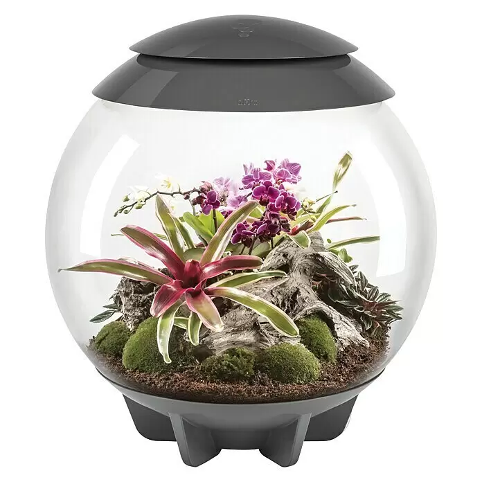 biOrb Terrarium AIR - Ø x H: 51,2 x 57,8 cm, 60 l, Schwarz, Kunststoff - Kugelförmiges klares Terrarium mit dunkelgrauem Deckel und Sockel, das ein Ökosystem aus Orchideen, Bromelien, Moos und Treibholz zeigt.