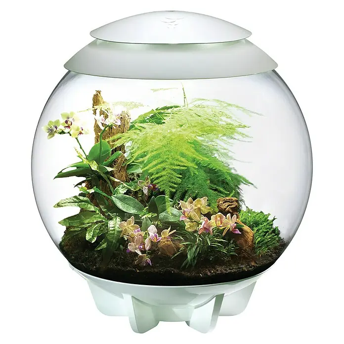biOrb Terrarium AIR - Ø x H: 51,2 x 57,8 cm, 60 l, Weiß, Kunststoff - Nahaufnahme eines BiOrb-Terrariums mit üppigem Grün und zarten Orchideen, beleuchtet von oben.