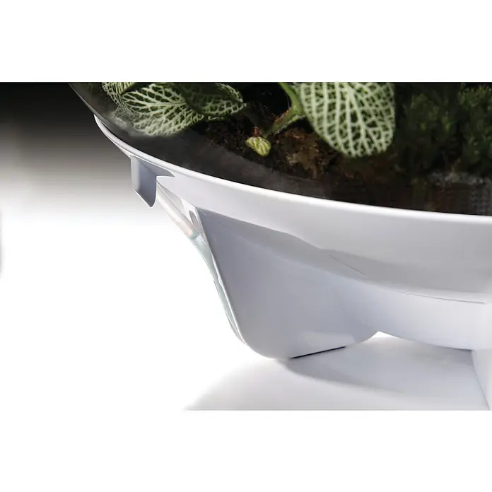 biOrb Terrarium AIR - Ø x H: 51,2 x 57,8 cm, 60 l, Weiß, Kunststoff - Nahaufnahme einer Zimmerpflanze in einem weißen, runden Behälter, der auf einer glatten, weißen Oberfläche steht.