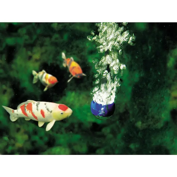 Oase Teichbelüfter AquaOxy 500 - 8 W, Teichgröße: 5 m³ - Drei bunte Kois schwimmen in einem Aquarium mit einem sprudelnden Sauerstoffstein.