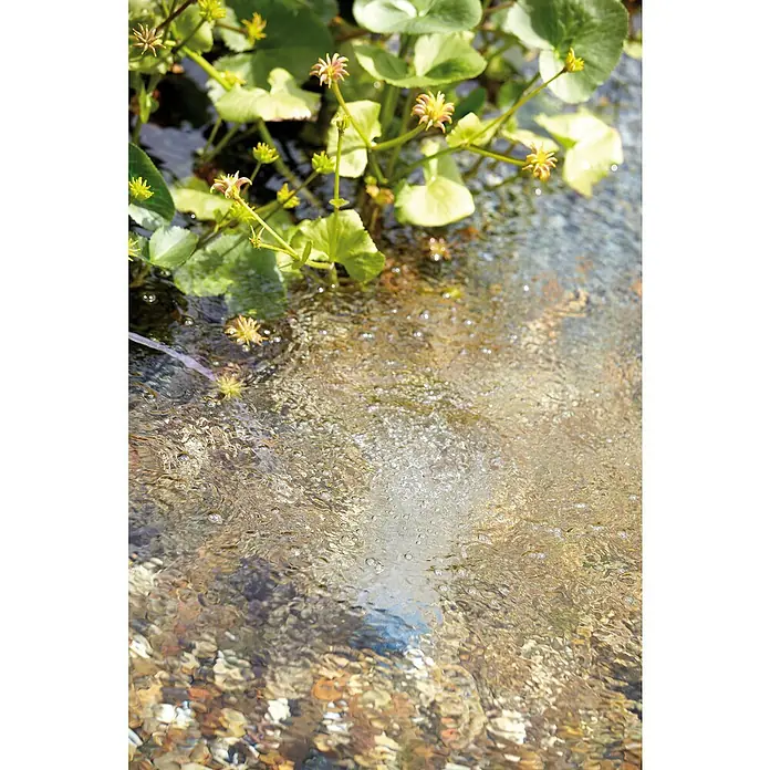 Oase Teichbelüfter AquaOxy 500 - 8 W, Teichgröße: 5 m³ - Nahaufnahme von grünen Pflanzen am Rande eines klaren Baches, der über bunte Kieselsteine fließt und eine friedliche Naturszene zeigt.