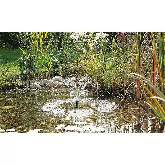 Solar-Wasserspielpumpe Pondo Solar 150 - Fördermenge pro Std.: 150 l - Ein kleiner schwarzer Springbrunnen sprüht Wasser in einem klaren Gartenteich, umgeben von grünen und goldenen Schilfpflanzen.