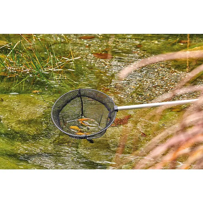 Oase Fischkescher - Durchmesser: 25 cm, Maschenweite: 9 mm - Ein Teichkescher mit mehreren Goldfischen im Netz, der im klaren Teichwasser liegt, umgeben von grünen Pflanzen und Steinen.