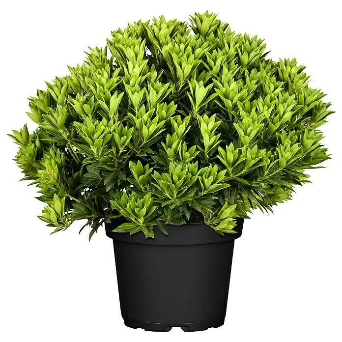 Piardino Japanisches SchattenglöckchenPieris japonica, Topfvolumen: 5 l