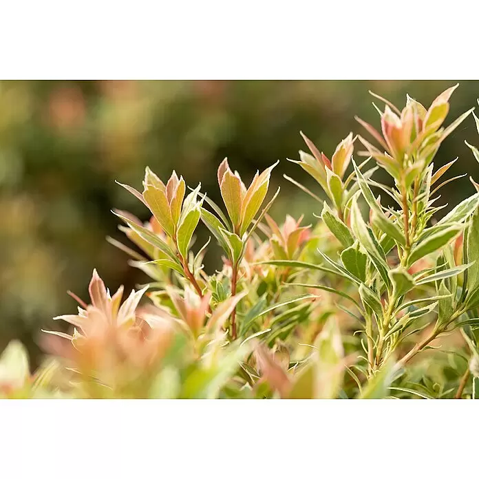 Piardino Japanisches SchattenglöckchenPieris japonica, Topfvolumen: 5 l