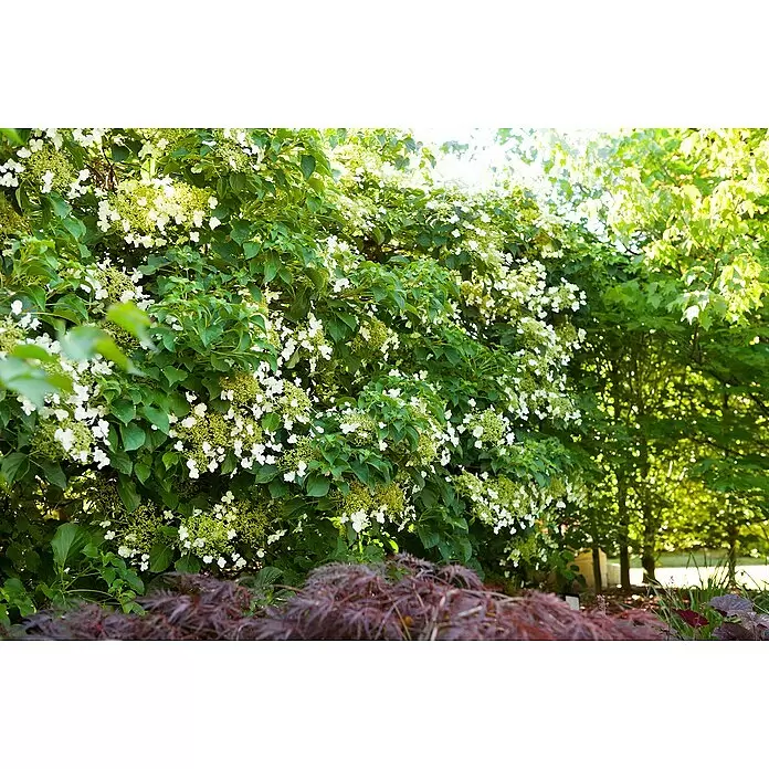Piardino HortensieHydrangea petiolaris