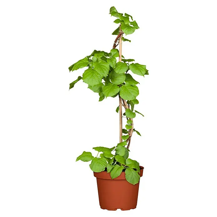 Piardino Hortensie - Hydrangea petiolaris - Eine Zimmerpflanze mit grünen Blättern und einem braunen Topf, die an einem Bambusstab befestigt ist. Sie ist eine attraktive Dekoration.